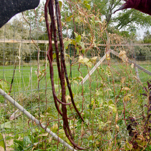 Chinese Yard Long Bean